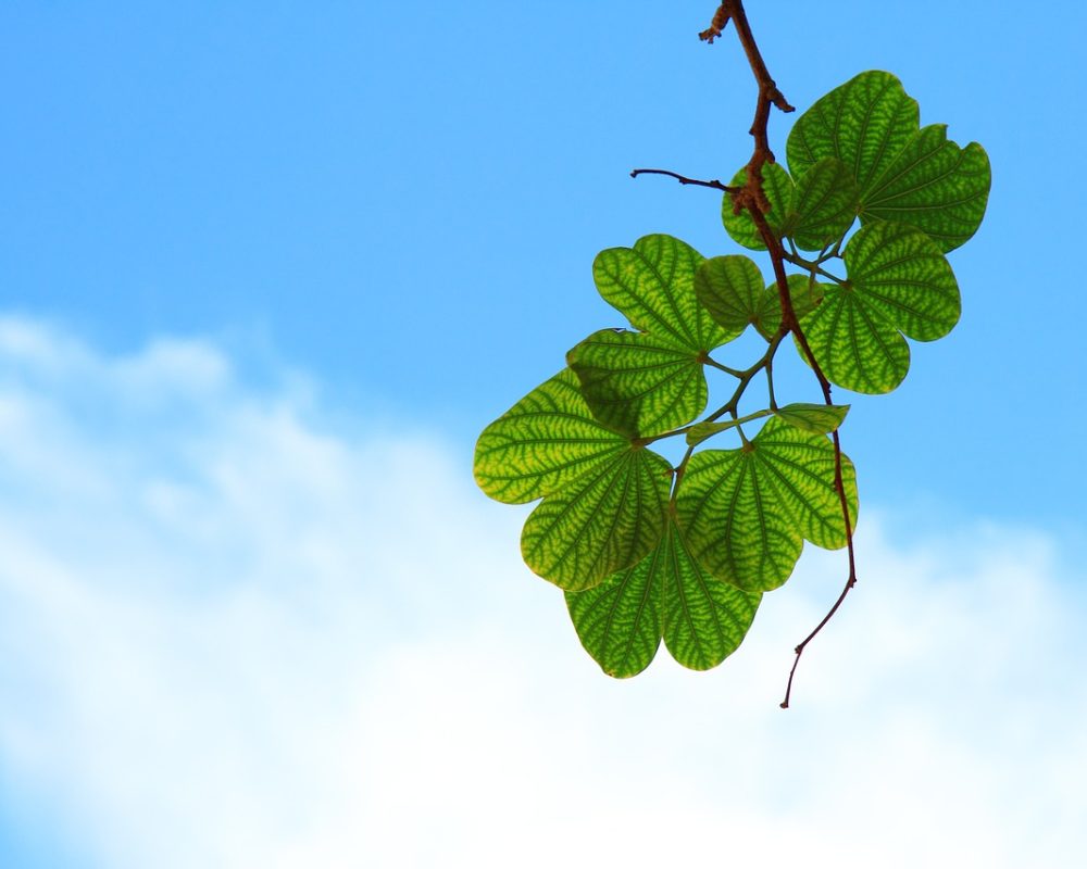 leaves-15757_1280 leaves-15757_1280